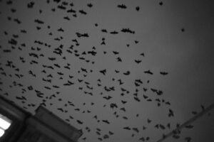 birds flying high