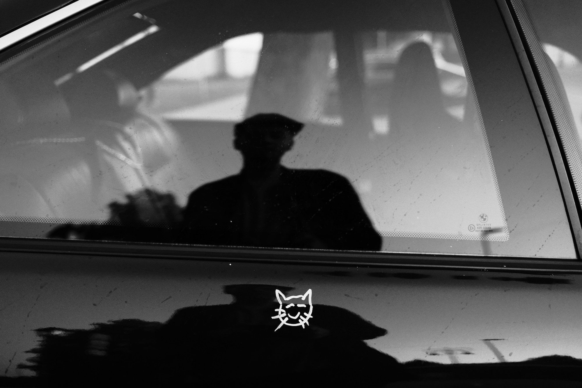 the cat