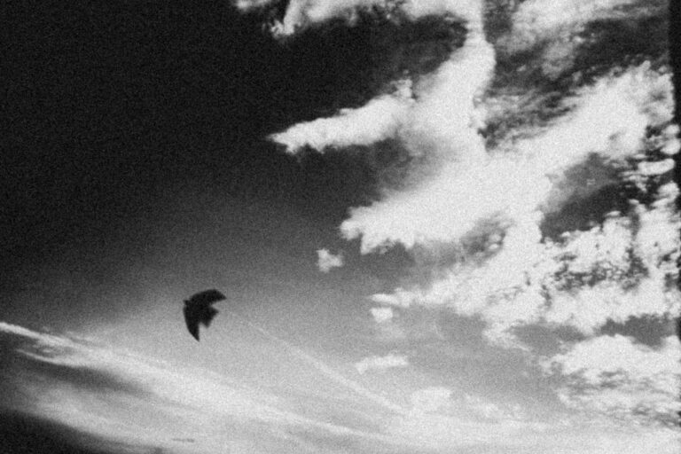 Free Bird