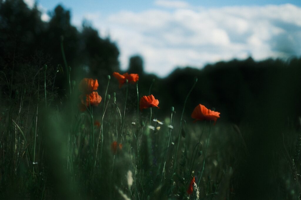 Sevda Çiçeği