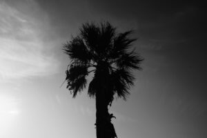 the palm tree