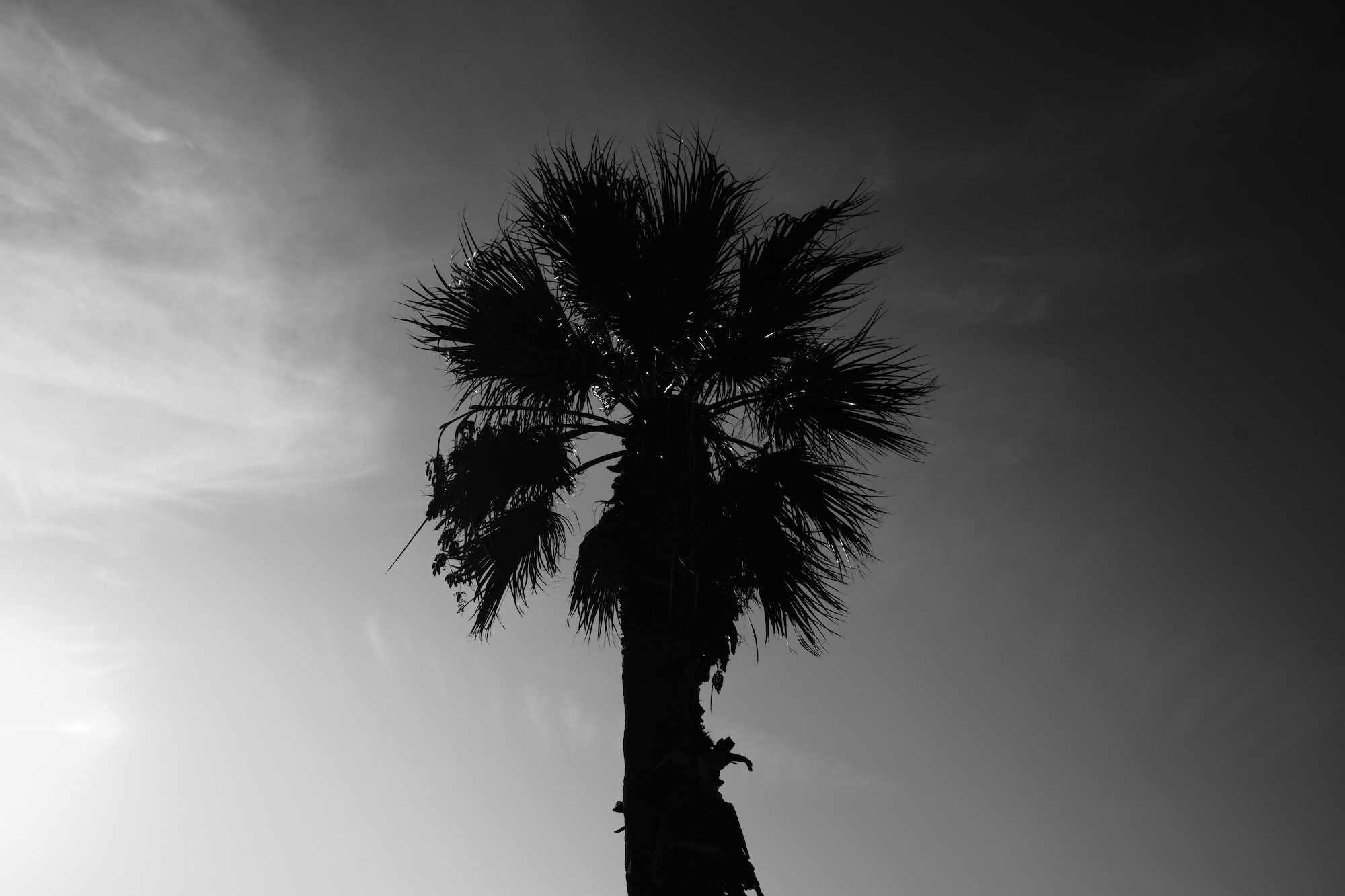 the palm tree